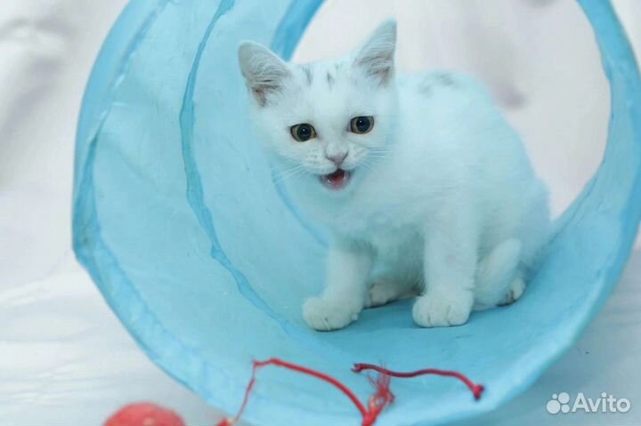 Котеночек в добрые руки