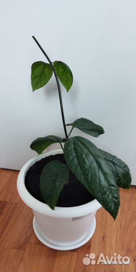 Клеродендрум