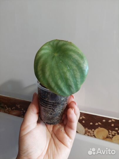 Монстера манки+пеперомия арбузная