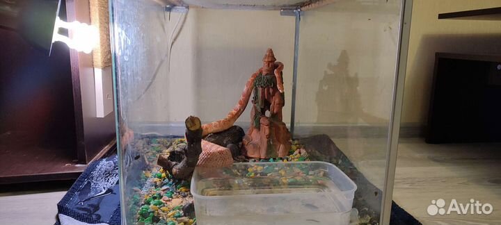 Маисовый полоз