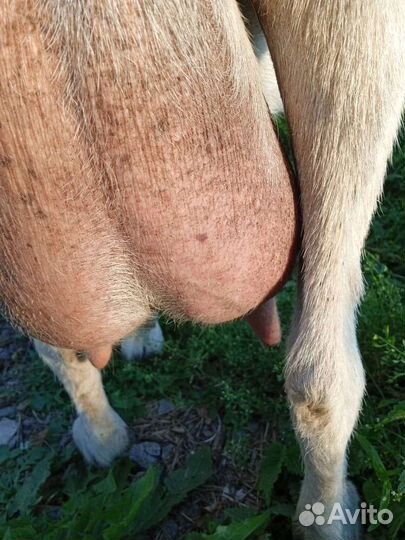 Зааненская дойная коза