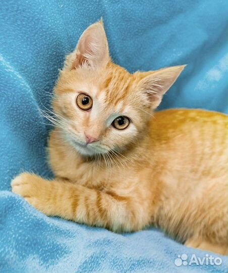 Апельсин - ласковый рыжий мальчик -3мес. ищет дом