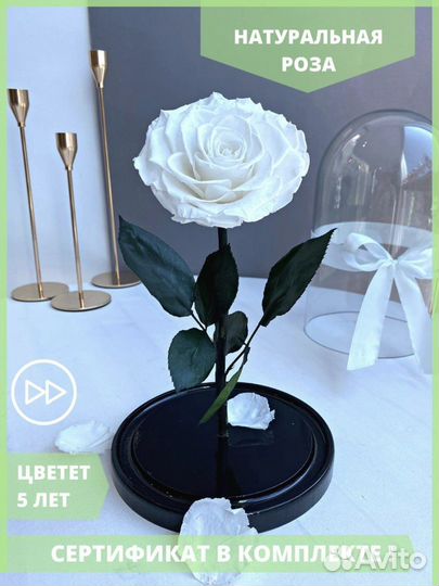 Живая роза в колбе