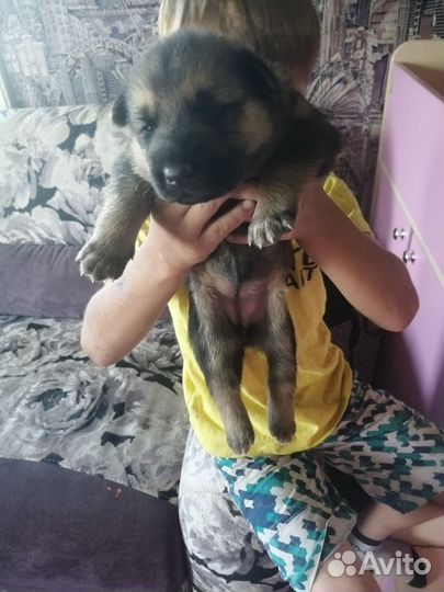 Помесь немца с хаски