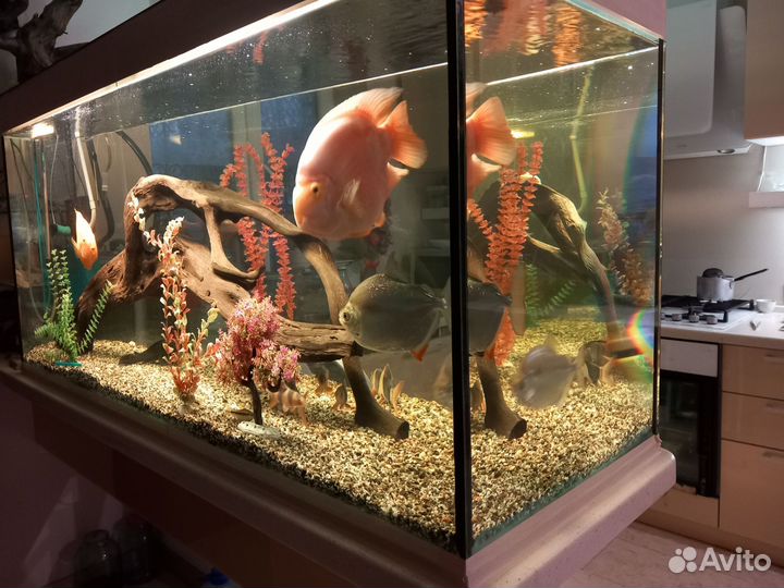 Аквариум 500 л.С оборудованием,кормом и рыбами