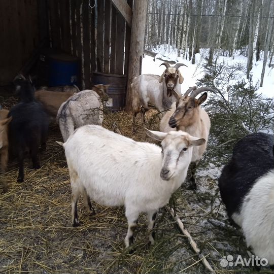 Козы дойные