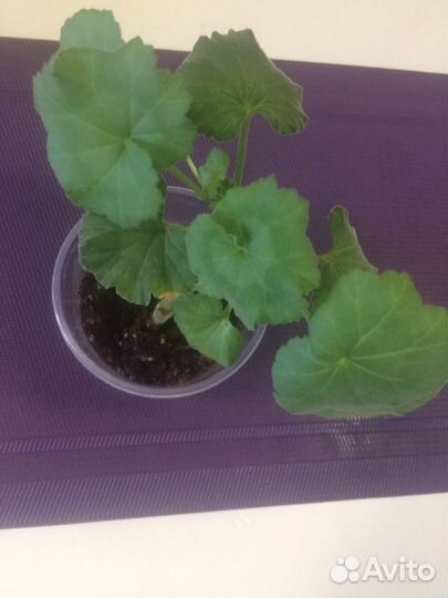 Детки пеларгония зональная