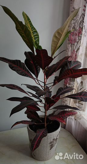 Кодиеум (Кротон)