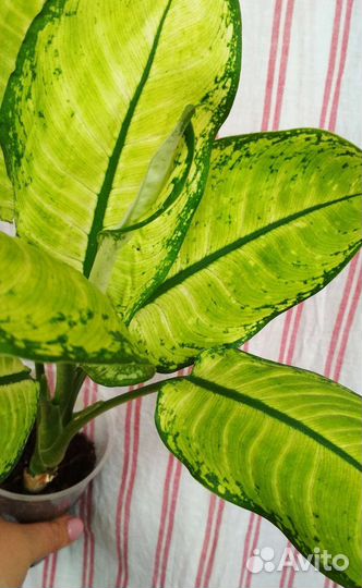 Диффенбахия Рудольф Роерс