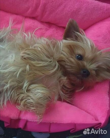 Йоркширский терьер мини беби фейс, стандарт, щенки