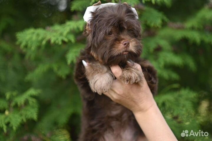 Щенки Шоколадного йорка