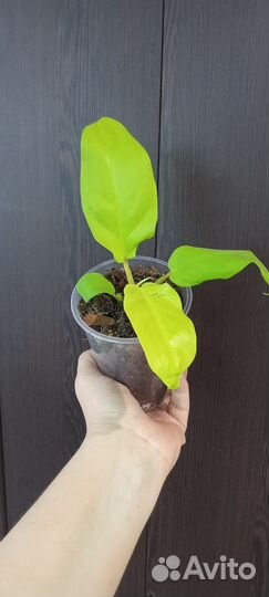 Филодендрон голден Лок