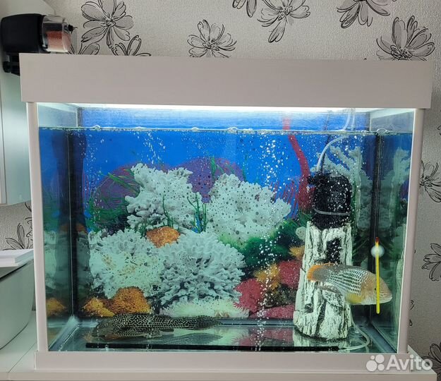 Аквариум с рыбами