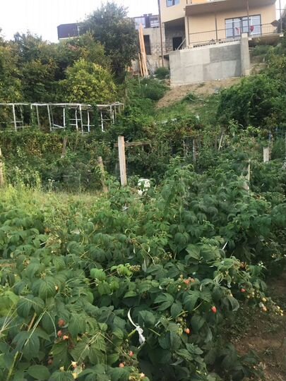 Участок 10,7 сот. (СНТ, ДНП)