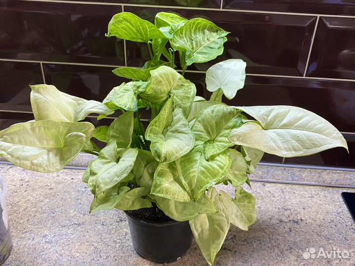 Сингониум White