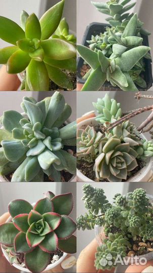 Маранта, Спатифилуум,алоэ,суккуленты