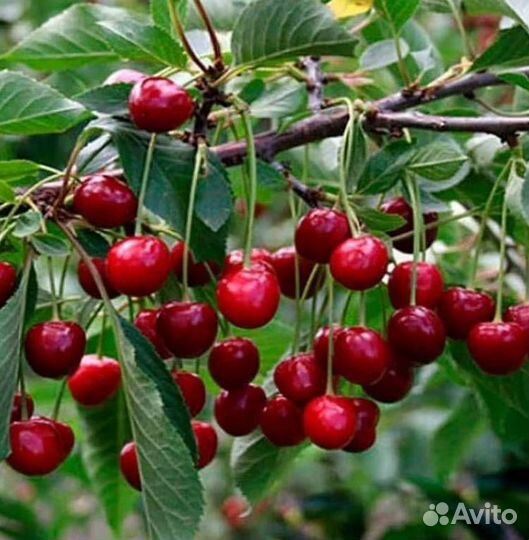 Саженцы вишни Тургеневская