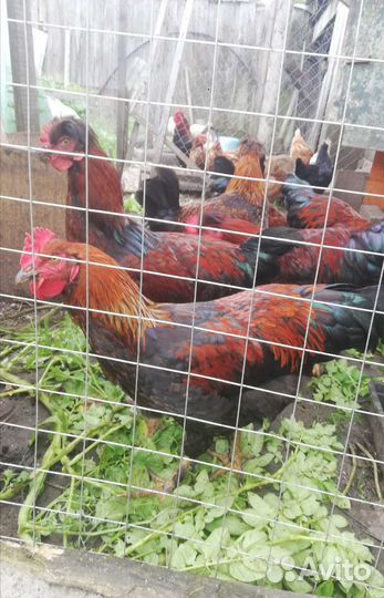 Молодые петушки