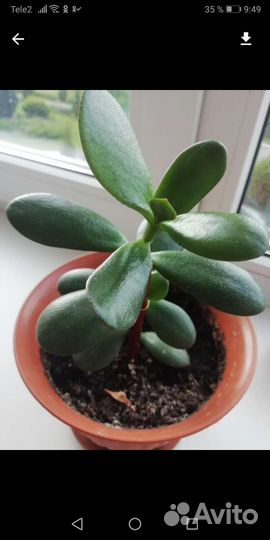 Толстянка от 10см. до 1 метра, цветы в подарок