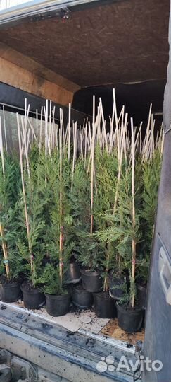 Кипарисовик лейланда