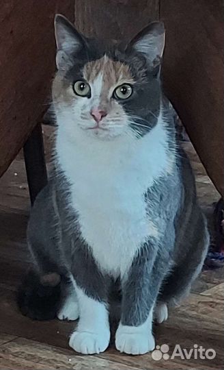 Котики ищут свой дом