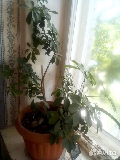 Комнатные цветы шефлера