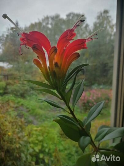 Эсхинантус