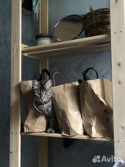 Отдам кошку в добрые руки