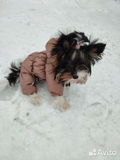 Вязка Бивер йоркширский терьер вязка