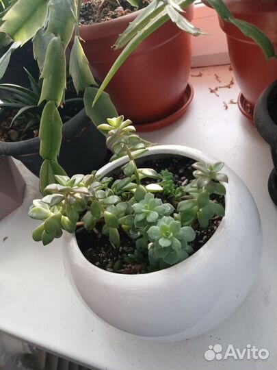 Суккуленты