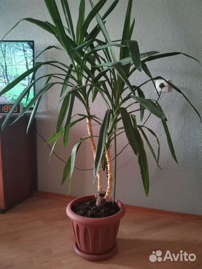 Панданус в горшке