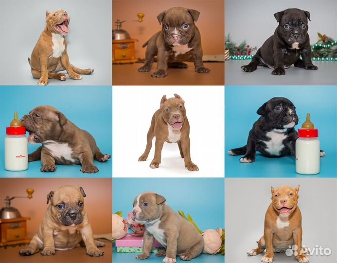 Фотосъемка животных