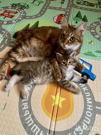Котенок от мамы породы курильский бобтейл