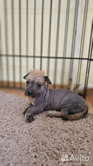 Ксолоитцкуинтли