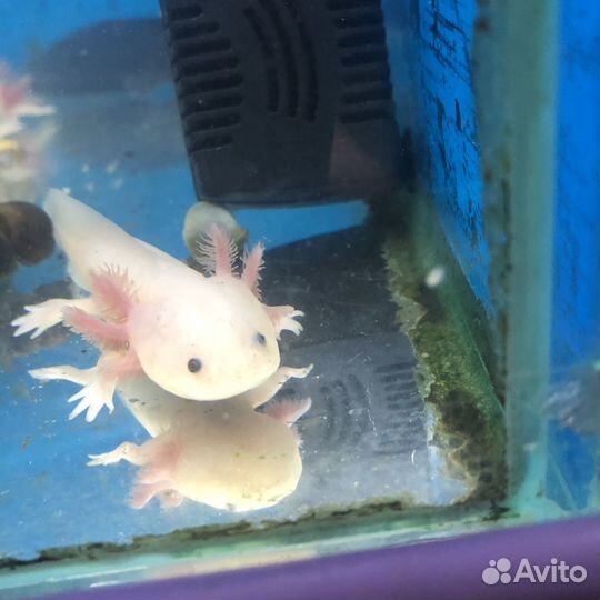 Аксолотль розовый и альбинос