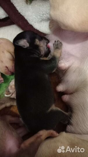 Мини той-терьер щенки