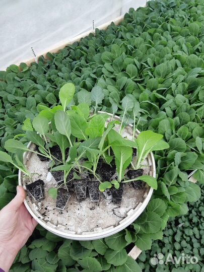 Рассада овощей и цветов