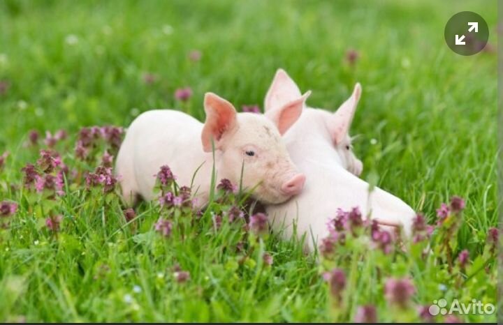 Продаются поросята 1,5 месяца