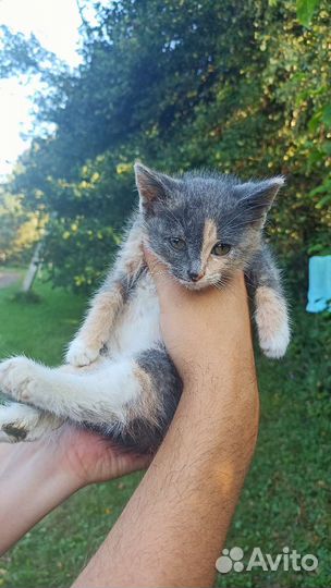 Три котенка ищут новый дом