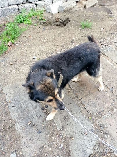 Собака в добрые руки