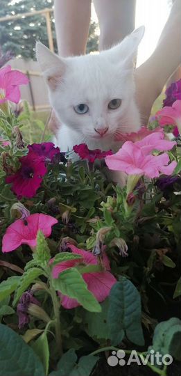 Котята не породистые