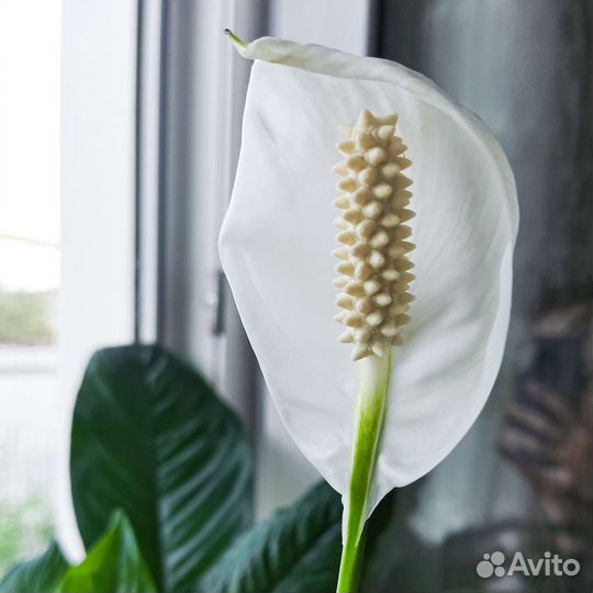 Спатифиллум (