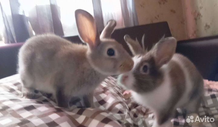 Карликовые кролики декоративные 3 месяца