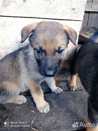 Помесь овчарки