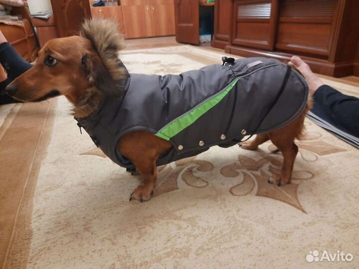 Новый теплый комбинезон для таксы