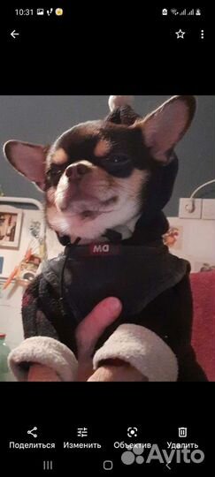 Вязка кобель чихуахуа