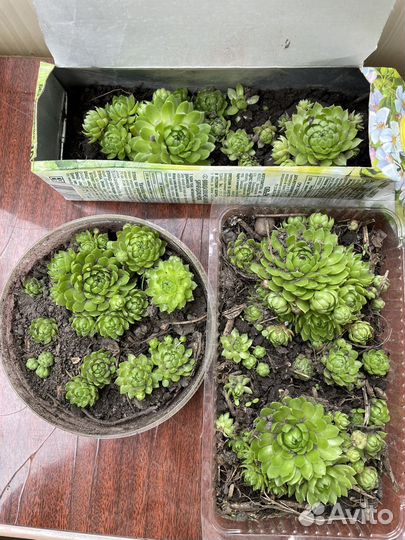 Молодило каменная роза