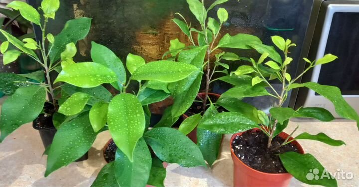 Комнатные цветы