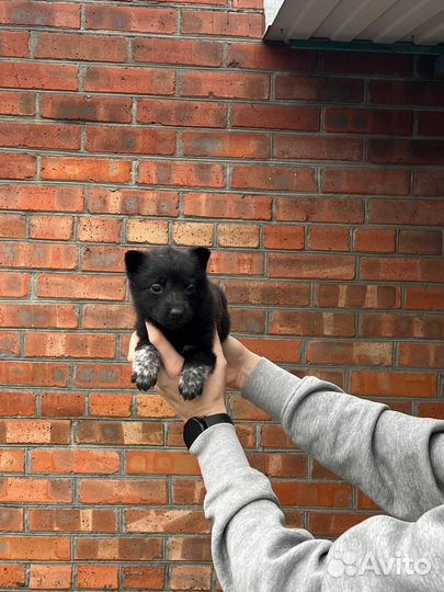 Щенки овчарки