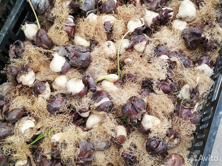 Луковицы тюльпанов оптом